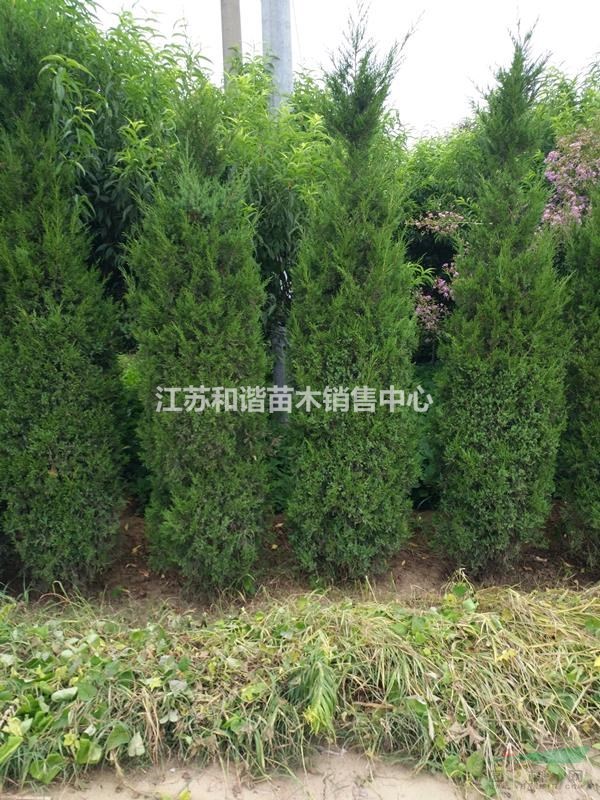 40公分塔柏價(jià)格，50公分塔柏價(jià)格，60公分高塔柏綠籬苗價(jià)格