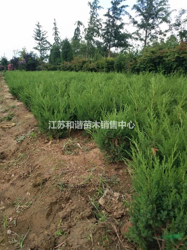 40公分塔柏價(jià)格，50公分塔柏價(jià)格，60公分高塔柏綠籬苗價(jià)格