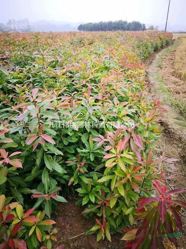 木荷小苗 當(dāng)年生木荷苗樹苗賣 木荷小苗基地