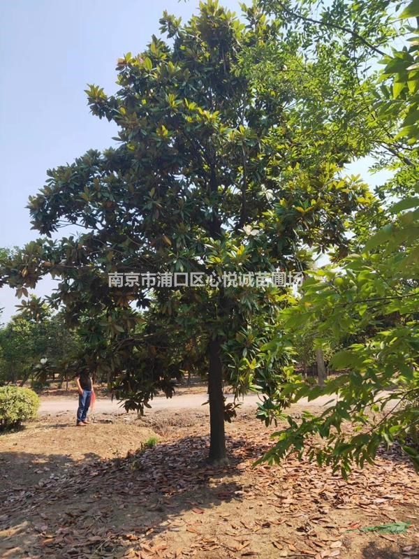 胸徑17公分18公分廣玉蘭價格多少錢