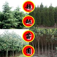 南京楝樹價(jià)格/楝樹又名苦楝/南京種植低苦楝價(jià)格