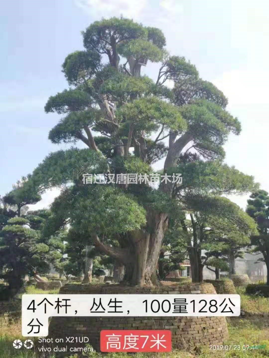 直径一米造型罗汉松