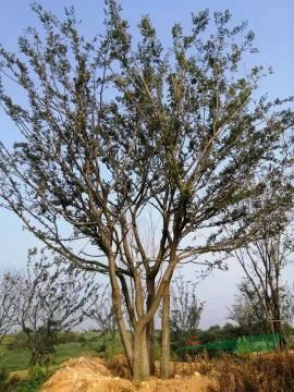 拼栽樸樹50-70公分
