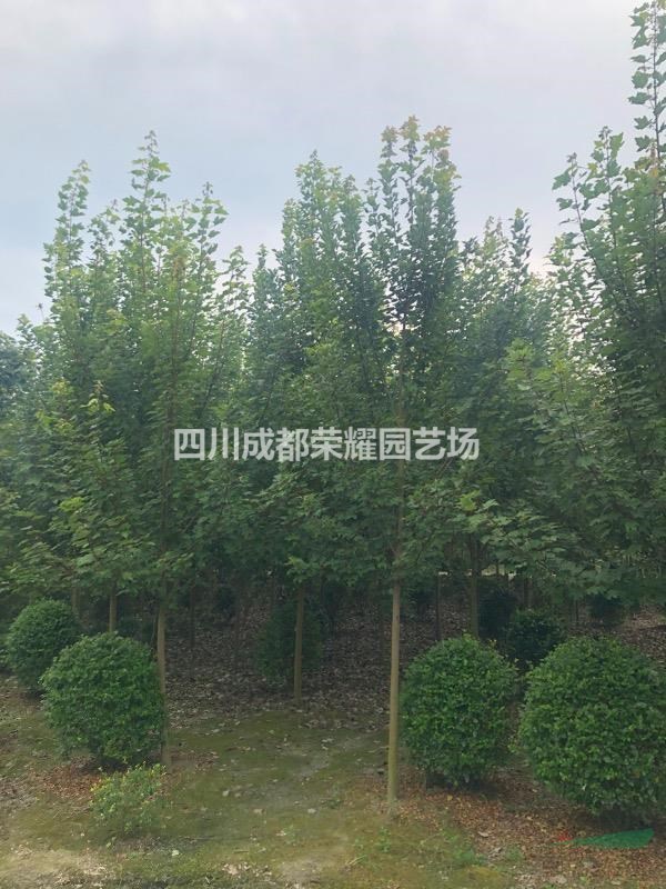 四川省成都市供應(yīng)美國紅楓