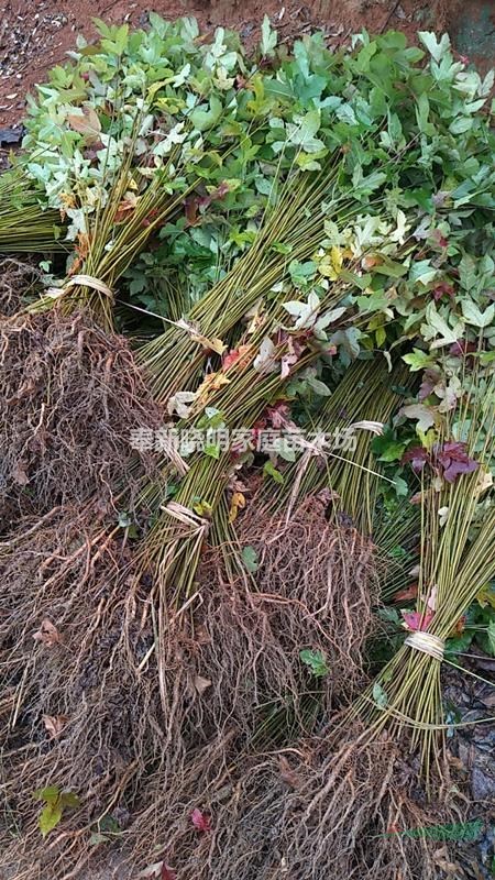 江西木荷小苗、楓香小苗、|會埠50畝木荷、楓香種植基地