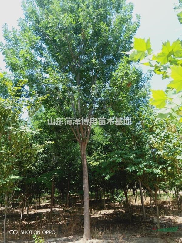 12公分白蠟秋季移栽成活率高價格低