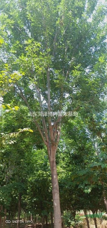 12公分白蠟秋季移栽成活率高價格低