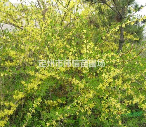 連翹，河北連翹，連翹特價苗