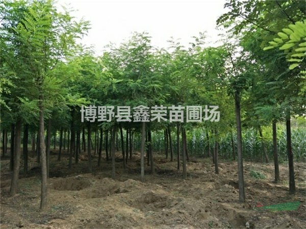 刺槐-保定刺槐8公分刺槐報(bào)價(jià)