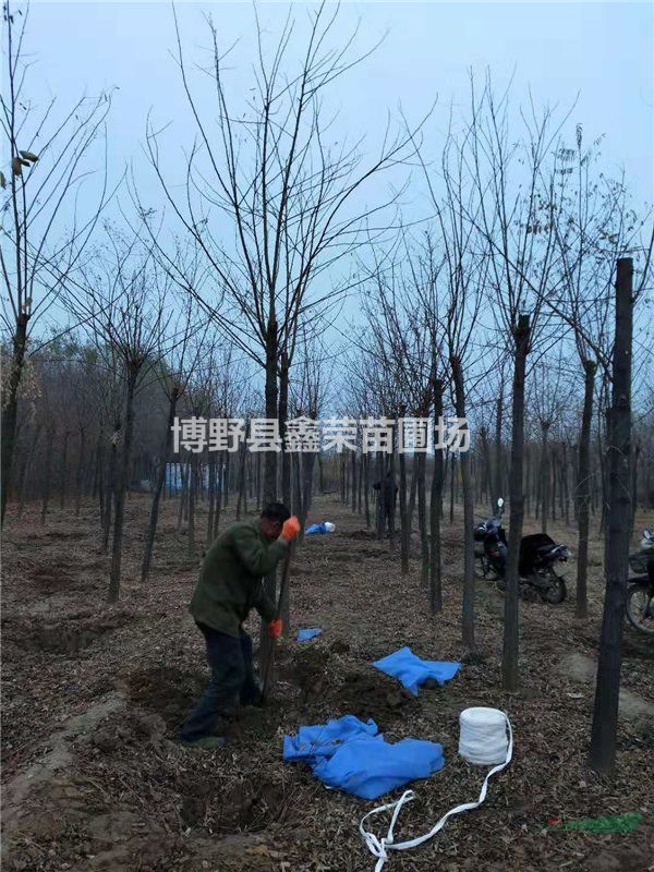 刺槐-刺槐價(jià)格咨詢-詳細(xì)解讀