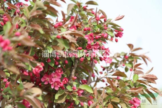 紅巴倫海棠-觀花觀果兩相宜的觀賞樹
