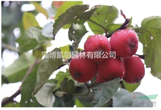 紅巴倫海棠-觀花觀果兩相宜的觀賞樹