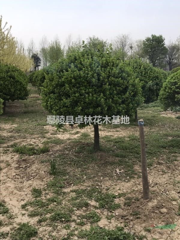 高桿衛(wèi)矛球