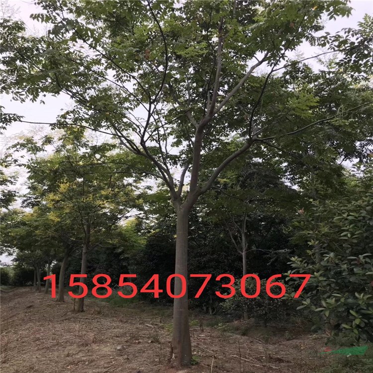 菏澤15公分欒樹最新批發(fā)價格 優(yōu)質(zhì)18公分欒樹