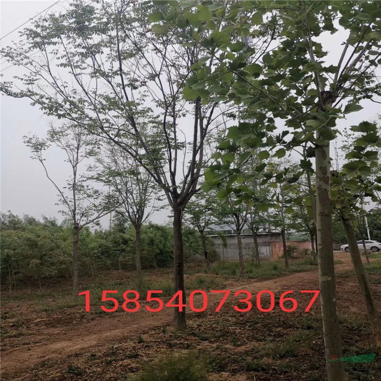 菏澤15公分欒樹最新批發(fā)價格 優(yōu)質(zhì)18公分欒樹