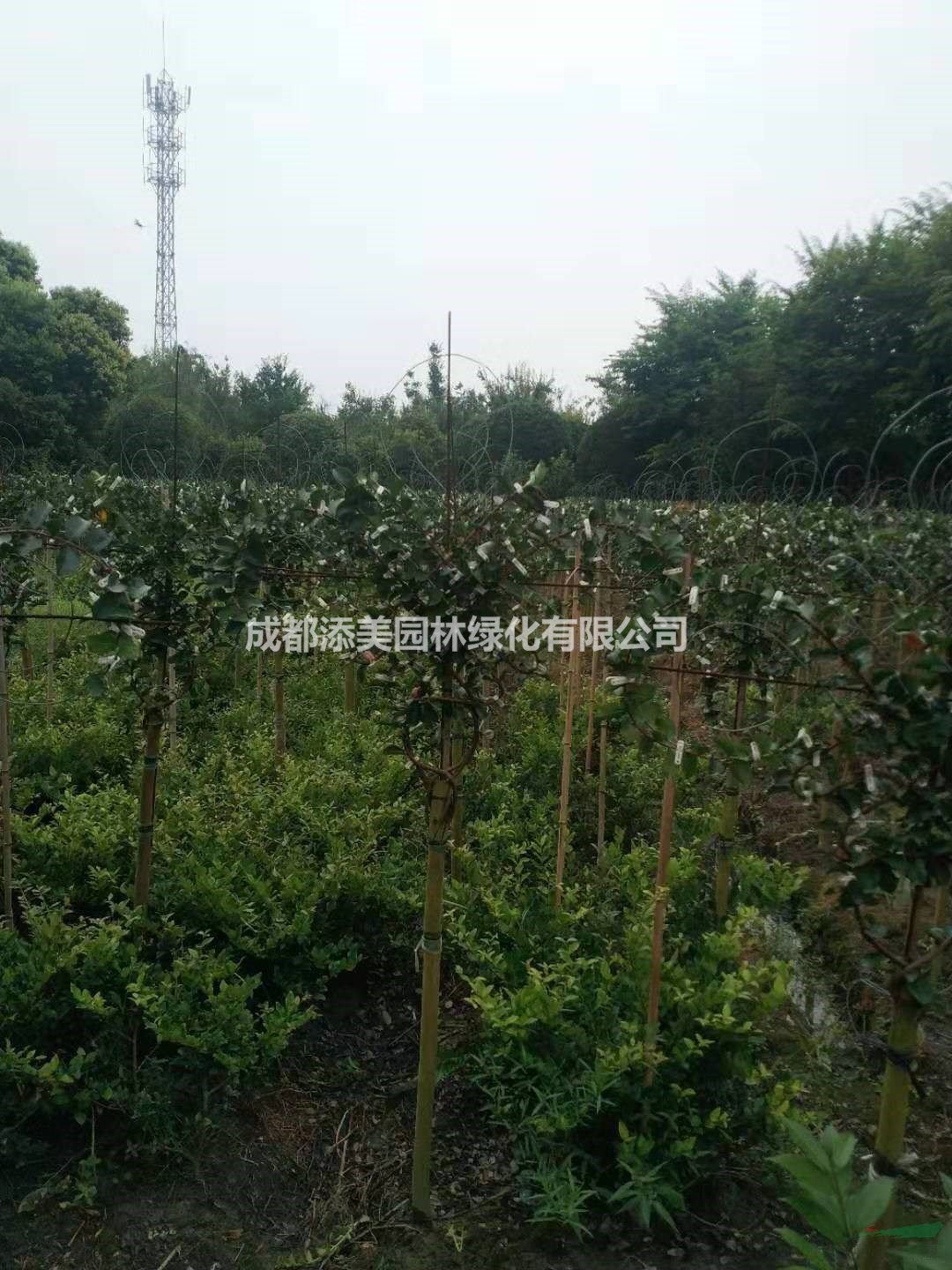 四川成都郫縣紫薇中國結(jié)半成品