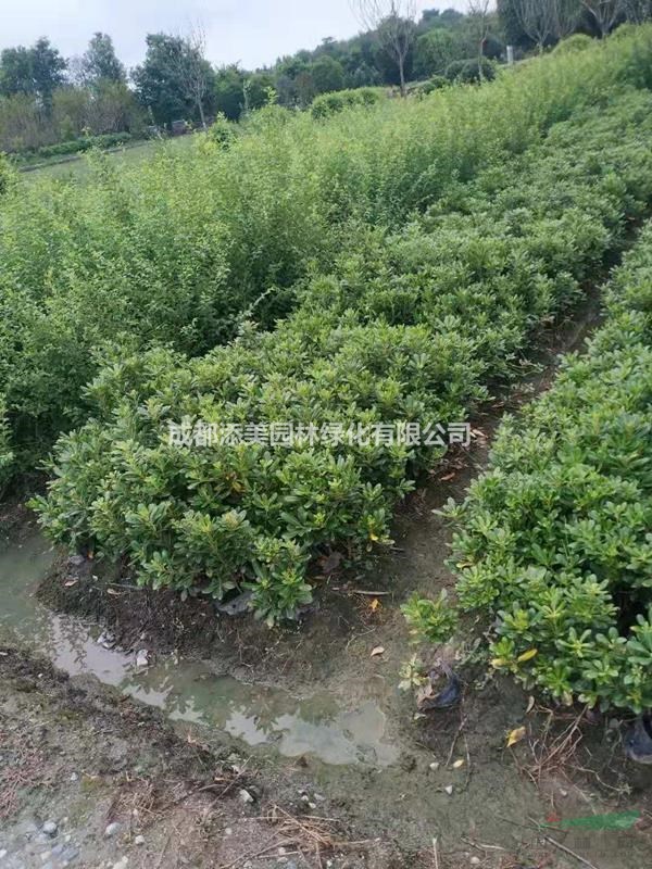 海桐杯苗四川成都郫縣小苗基地