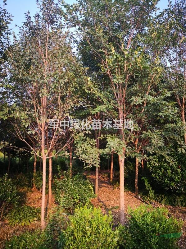 流蘇樹1一20公分流蘇基地，流蘇價格，流蘇圖片，流蘇產地