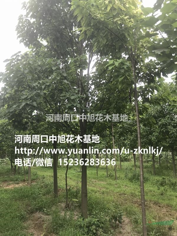 淮陽縣12公分楸樹苗圃直供