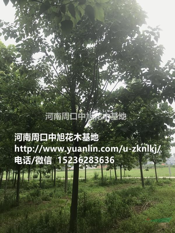 淮陽縣12公分楸樹苗圃直供