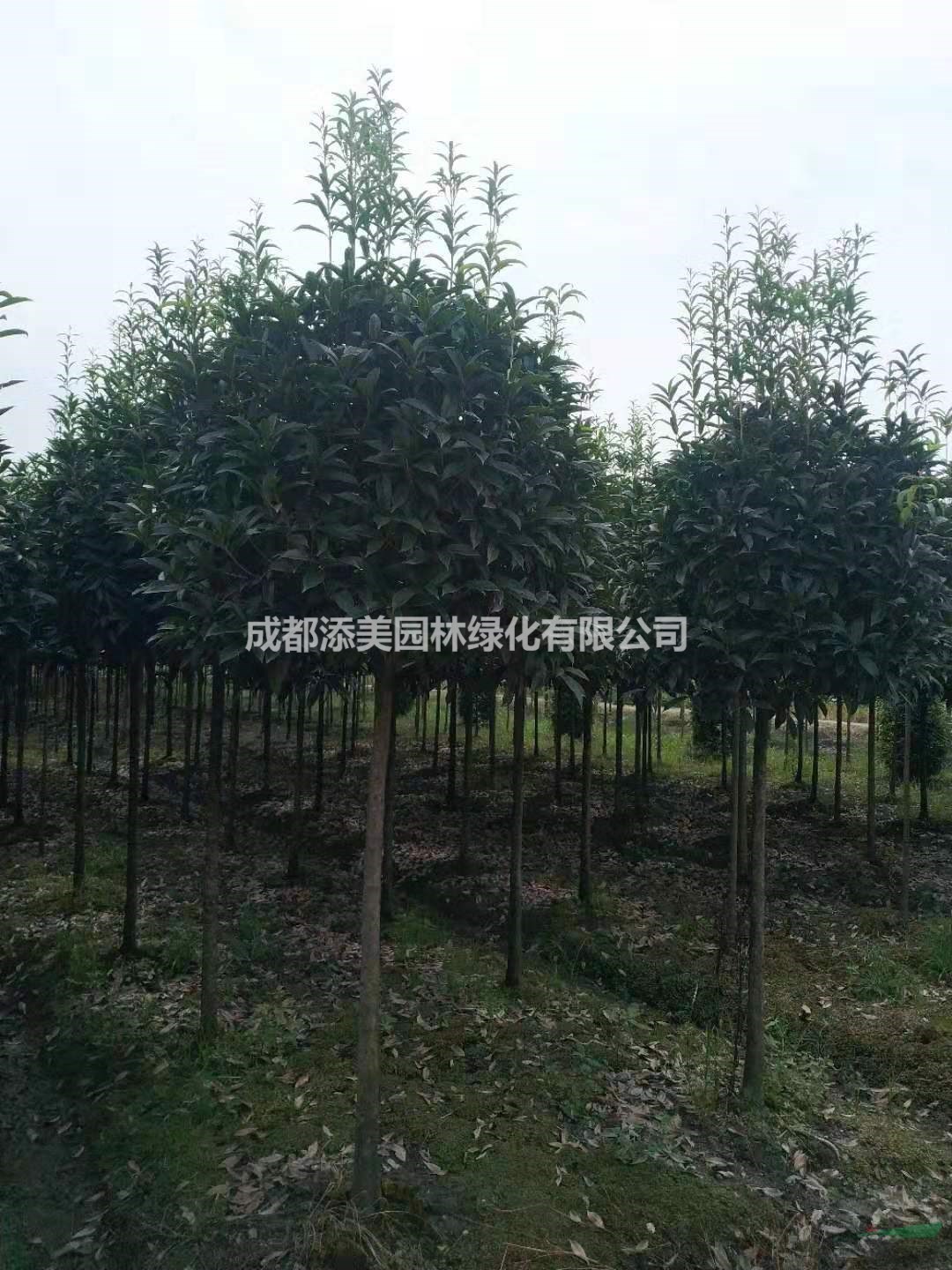 4-5公分桂花樹苗低價(jià)出售