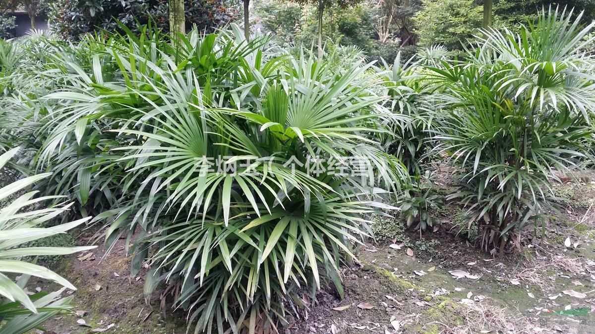 细叶棕竹价格50公分高棕竹种植基地大量出售规格棕竹