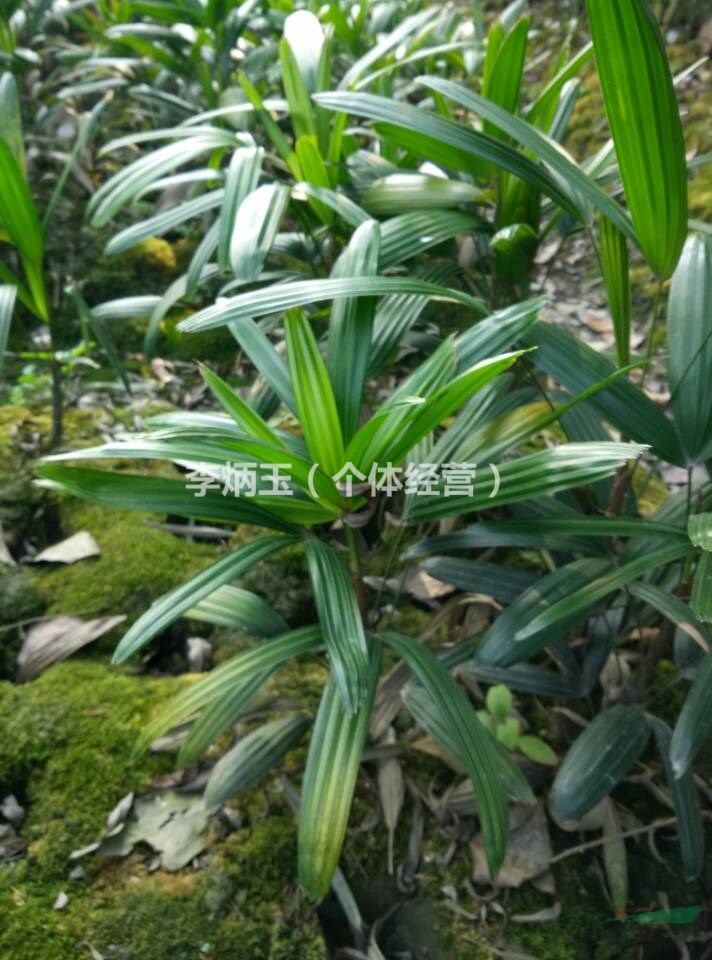 细叶棕竹价格.50公分高棕竹种植基地.大量出售规格齐全棕竹