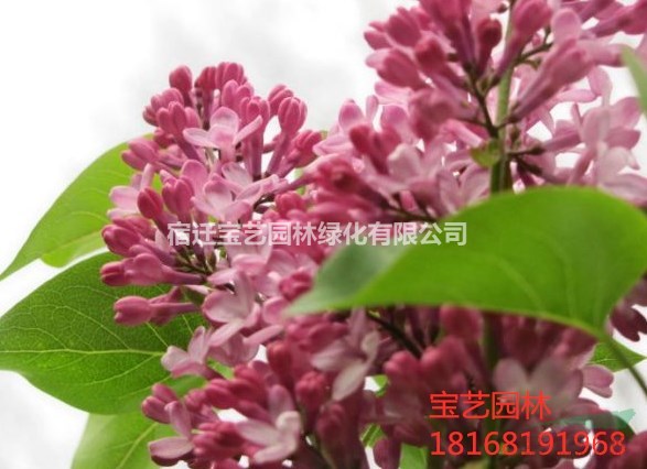 江蘇常年供應(yīng)丁香 丁香價(jià)格