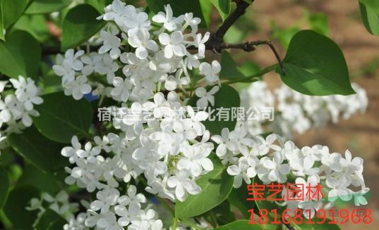江蘇常年供應(yīng)丁香 丁香價(jià)格