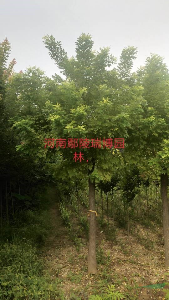 欒樹，金枝槐