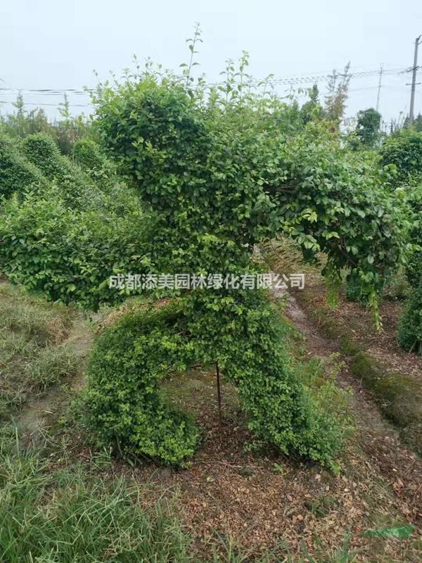 步行街邊造型植物 體育館邊點(diǎn)綴造型植物