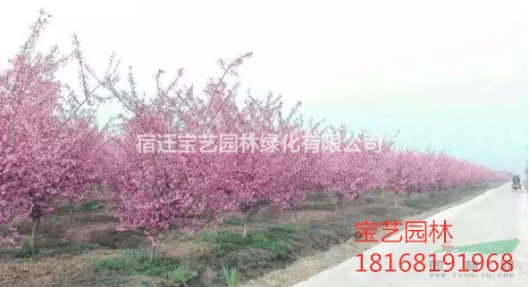 江蘇常年供應(yīng)垂絲海棠 垂絲海棠價格