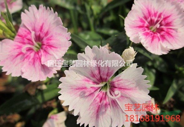 江蘇常年供應(yīng)規(guī)格20公分~40公分常夏石竹 常夏石竹價格