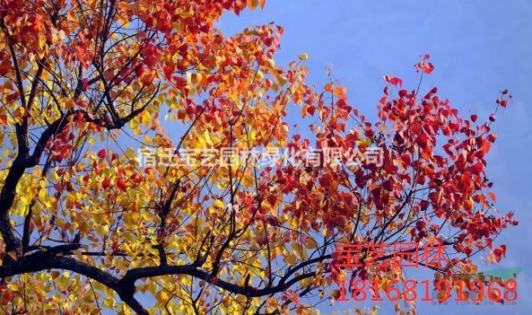 江蘇常年供應8公分~18公分紅烏桕 紅烏桕價格