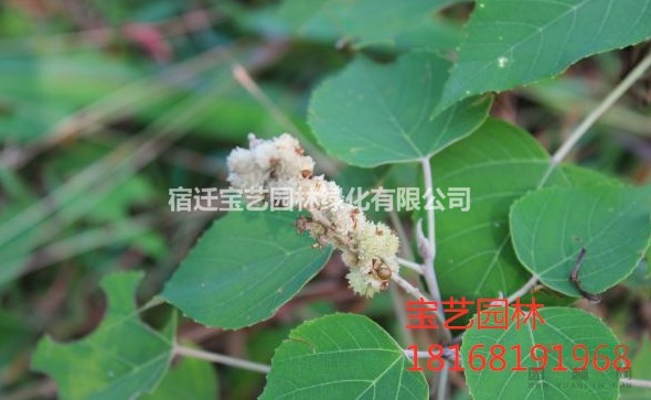 江蘇常年供應8公分~18公分紅烏桕 紅烏桕價格