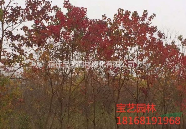 江蘇常年供應(yīng)規(guī)格8公分~18公分紅葉烏桕 紅葉烏桕價(jià)格