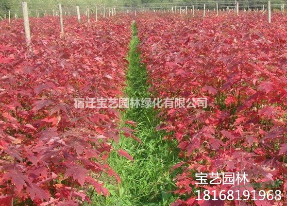 江苏美国红枫米径10cm地径12cm