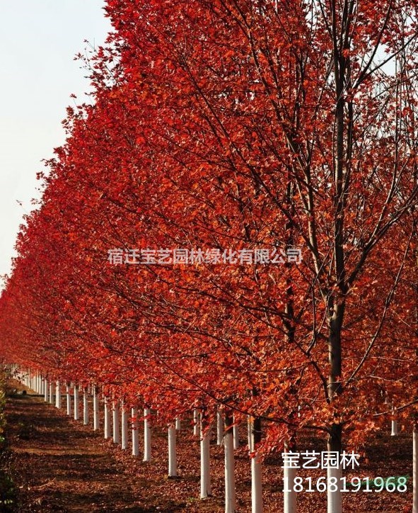 江苏美国红枫米径10cm地径12cm