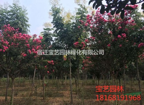 江蘇常年供應規(guī)格3公分~18公分黃山欒樹 黃山欒樹價格