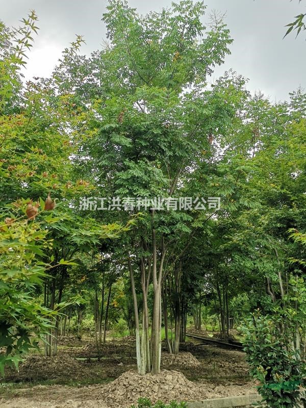 叢生黃山欒樹