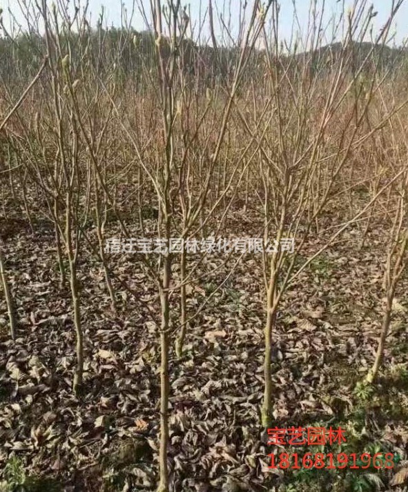 江蘇常年供應(yīng)規(guī)格2公分~15公分白玉蘭 白玉蘭價格