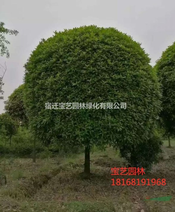 江苏常年供应规格4公分~15公分桂花树
