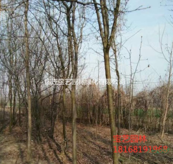 江蘇常年供應(yīng)規(guī)格2公分~10公分木瓜樹