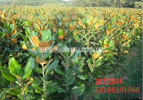 江蘇常年供應(yīng)規(guī)格6公分~15公分廣玉蘭 廣玉蘭價格