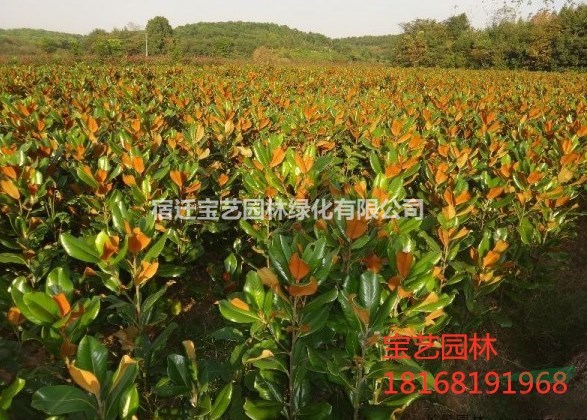 江蘇常年供應(yīng)規(guī)格6公分~15公分廣玉蘭 廣玉蘭價格