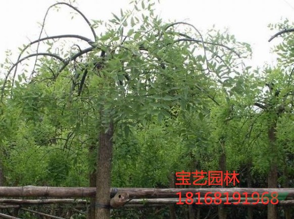 江蘇常年供應(yīng)規(guī)格5公分~12公分龍爪槐 龍爪槐價格