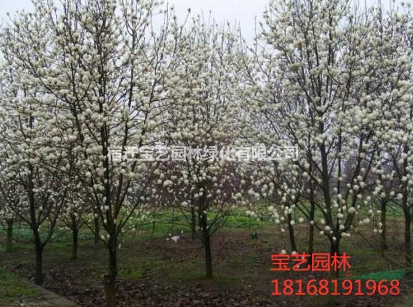 江蘇常年供應(yīng)規(guī)格2公分~15公分二喬玉蘭 二喬玉蘭價(jià)格