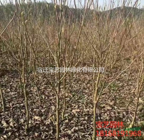 江蘇常年供應(yīng)規(guī)格2公分~15公分二喬玉蘭 二喬玉蘭價(jià)格