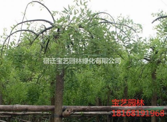 江蘇常年供應(yīng)規(guī)格3公分~10公分垂槐 垂槐價(jià)格