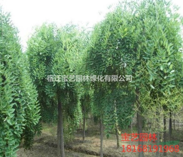 江蘇常年供應(yīng)規(guī)格3公分~10公分垂槐 垂槐價(jià)格